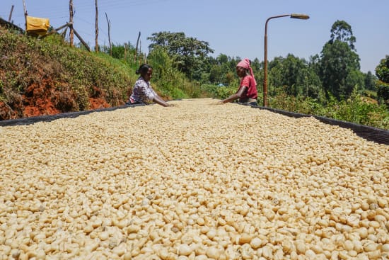 Golden Acacia